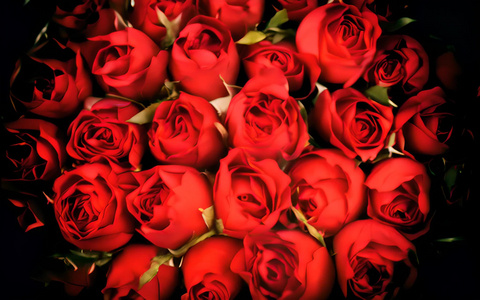 红玫瑰花朵视频
