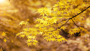 秋天秋景枫叶背景4K20秒视频