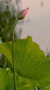 夏日荷花生态视频素材植物水生物视频