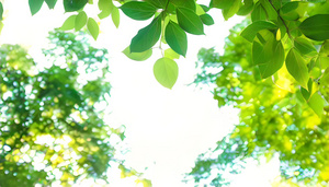 清新绿色树叶背景素材4秒视频
