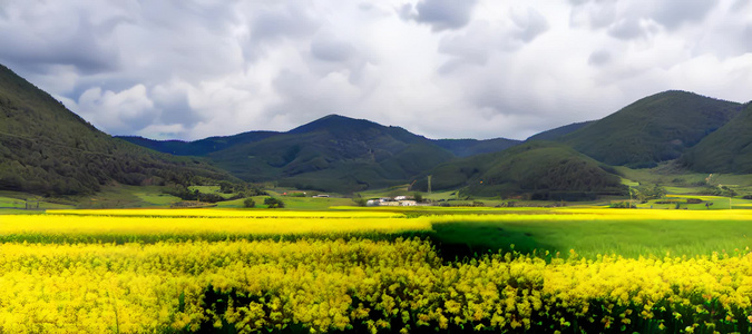 油菜花视频