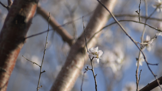 春季梨树开花结果视频