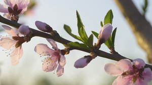 桃花农业种植美景实拍素材背景10秒视频