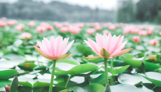 并列对称粉色莲花视频