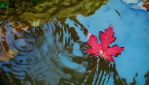 秋天枫叶漂在水面4秒视频