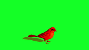 鸟儿麻雀空闲而飞翔绿屏17秒视频
