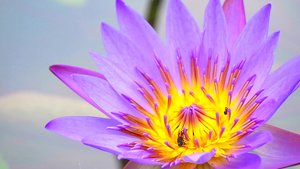 淡紫色莲花上的蜜蜂23秒视频