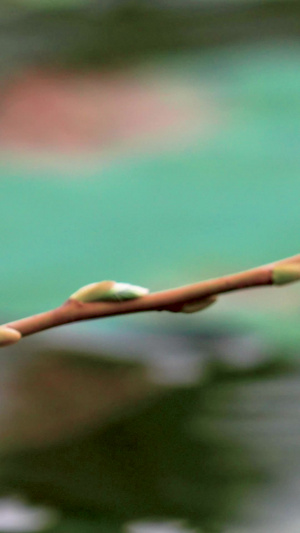 夏日荷塘伫立在枝头的蜻蜓视频素材三伏天35秒视频