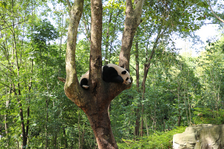 成都大熊猫繁育研究基地视频