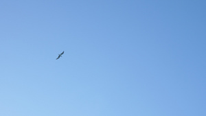 海滩附近的海鸥在空中飞翔11秒视频