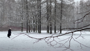 公园下雪老人拿着棍子走冬天的树人们走路从树干到透视11秒视频