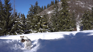 两只狗在森林积雪中玩耍39秒视频