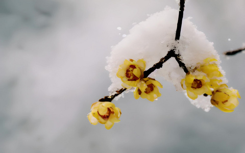 雪中腊梅花视频