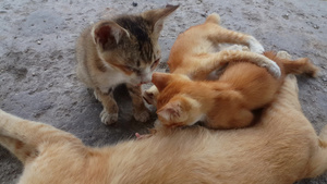 两只饥饿的小猫享受母乳喂养16秒视频