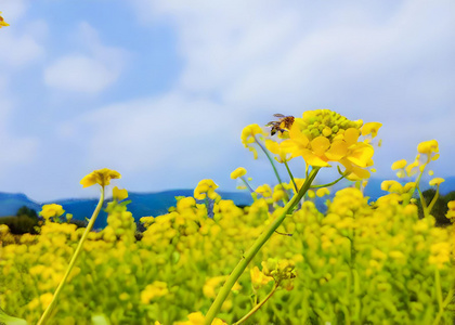 盛开的油菜花视频