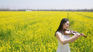 女人在油菜花田里拉小提琴20秒视频