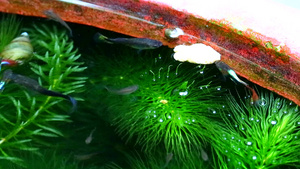 在软藻类中寻找食物24秒视频