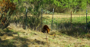 被困在陷阱中的野猪16秒视频