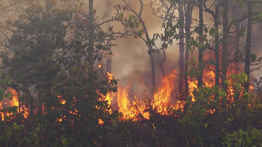 森林火灾灾害正在由人类造成的燃烧视频