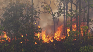 森林火灾灾害28秒视频