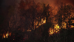 森林火灾灾害17秒视频