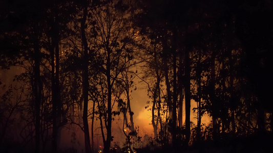 森林火灾灾害正在由人类造成的燃烧视频