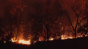 森林火灾18秒视频