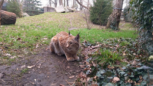 美丽的野猫8秒视频