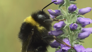 紫花上的大黄蜂20秒视频