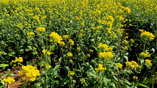 近景油菜花视频