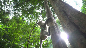 爬树的猴子6秒视频