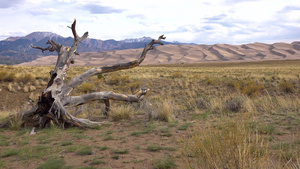 沙丘里的一棵干枯的树18秒视频
