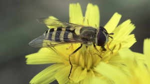 在黄色花朵上的昆虫13秒视频