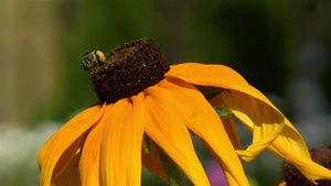 近距离详细观察一只蜜蜂17秒视频