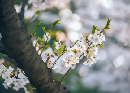 樱花视频