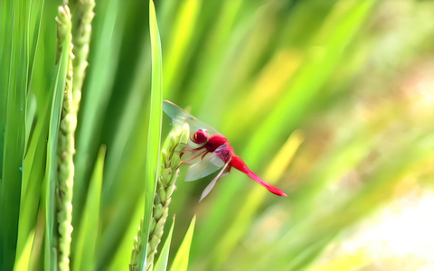 水稻和蜻蜓视频