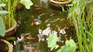 自然绿化背景色彩鲜艳的日本锦鲤鱼在传统的花园湖或池塘17秒视频