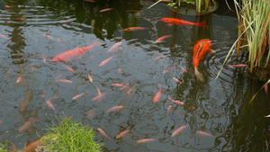 日本锦鲤鱼在传统的花园池塘10秒视频