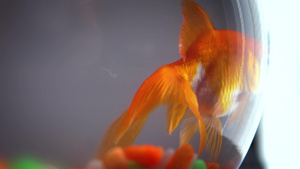 鱼缸中的金鱼10秒视频