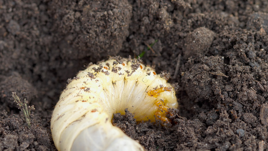 土壤中可能有虫虫幼虫视频