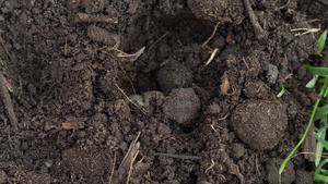 土壤中的幼虫9秒视频