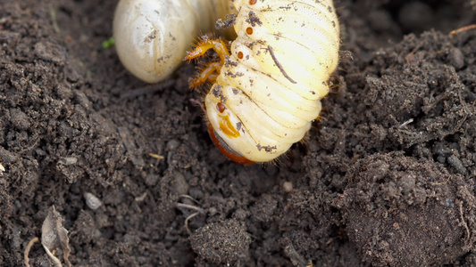 土壤中可能有虫虫幼虫视频