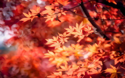 秋天的红叶视频