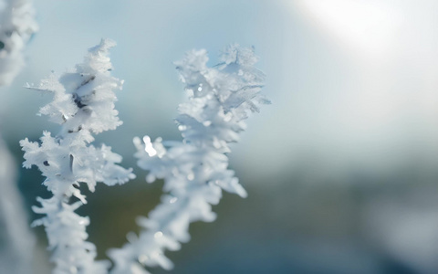 树枝雾凇雪花特写视频