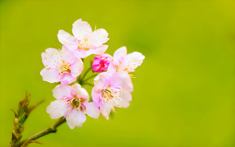 正在盛开的樱花视频