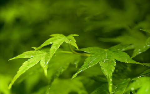 夏至枫叶视频