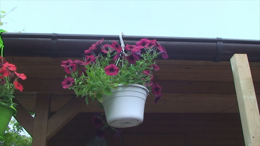屋顶上挂着花盆视频