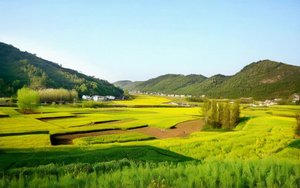 乡村油菜花田4秒视频