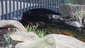 在桥下池塘里锦鲤花鲢27秒视频