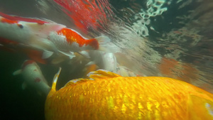 水下鱼在池塘里吃鱼31秒视频